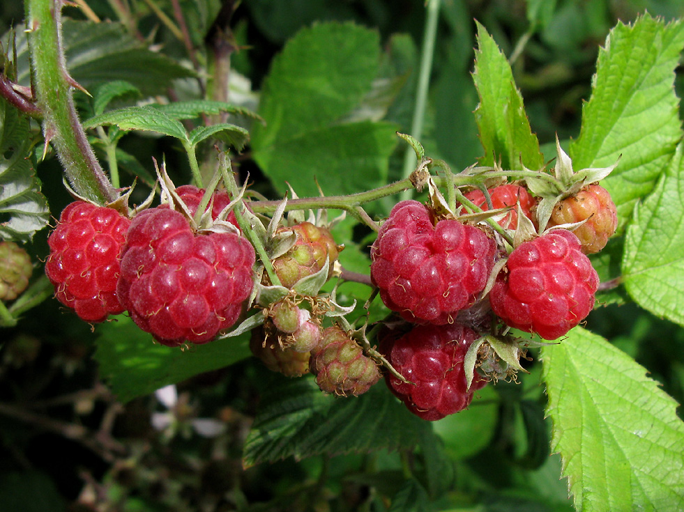 So schön könnten sie auch im Garten wachsen