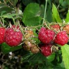 So schön könnten sie auch im Garten wachsen