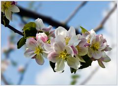 so schön lächelt der Frühling