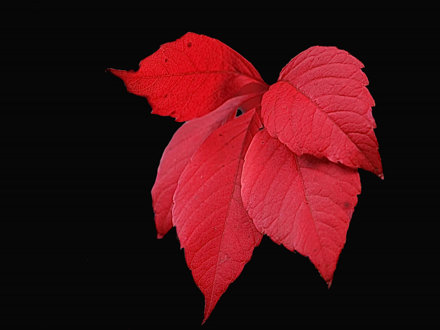 so schön rot färbt nur der Herbst (a)