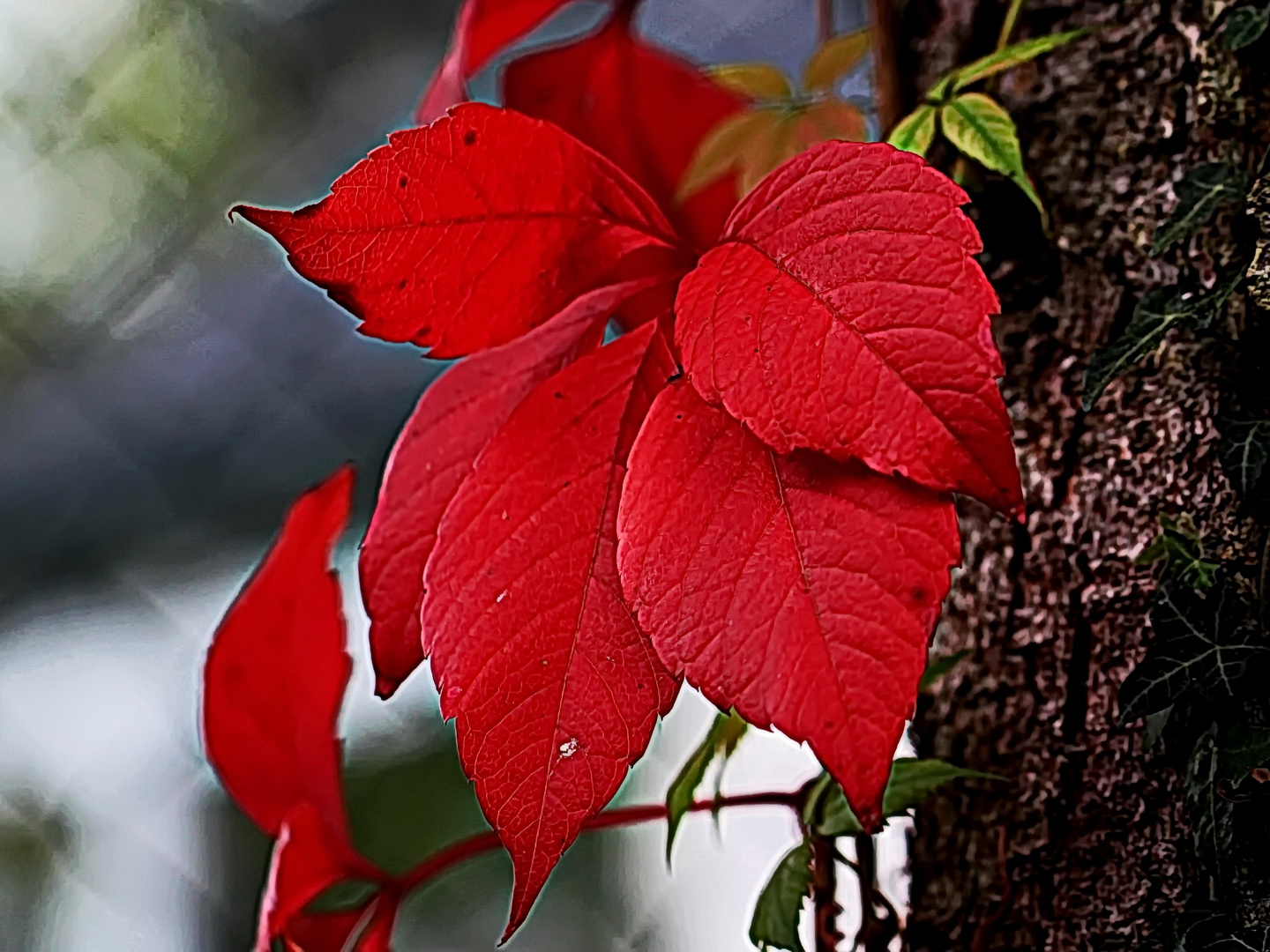 so schön rot färbt nur der Herbst (b)