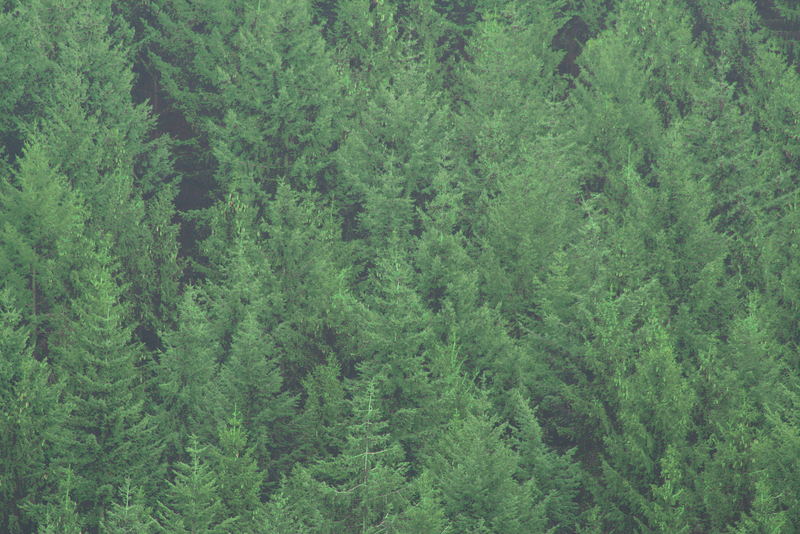 So schön sind die Eifeler Wälder...