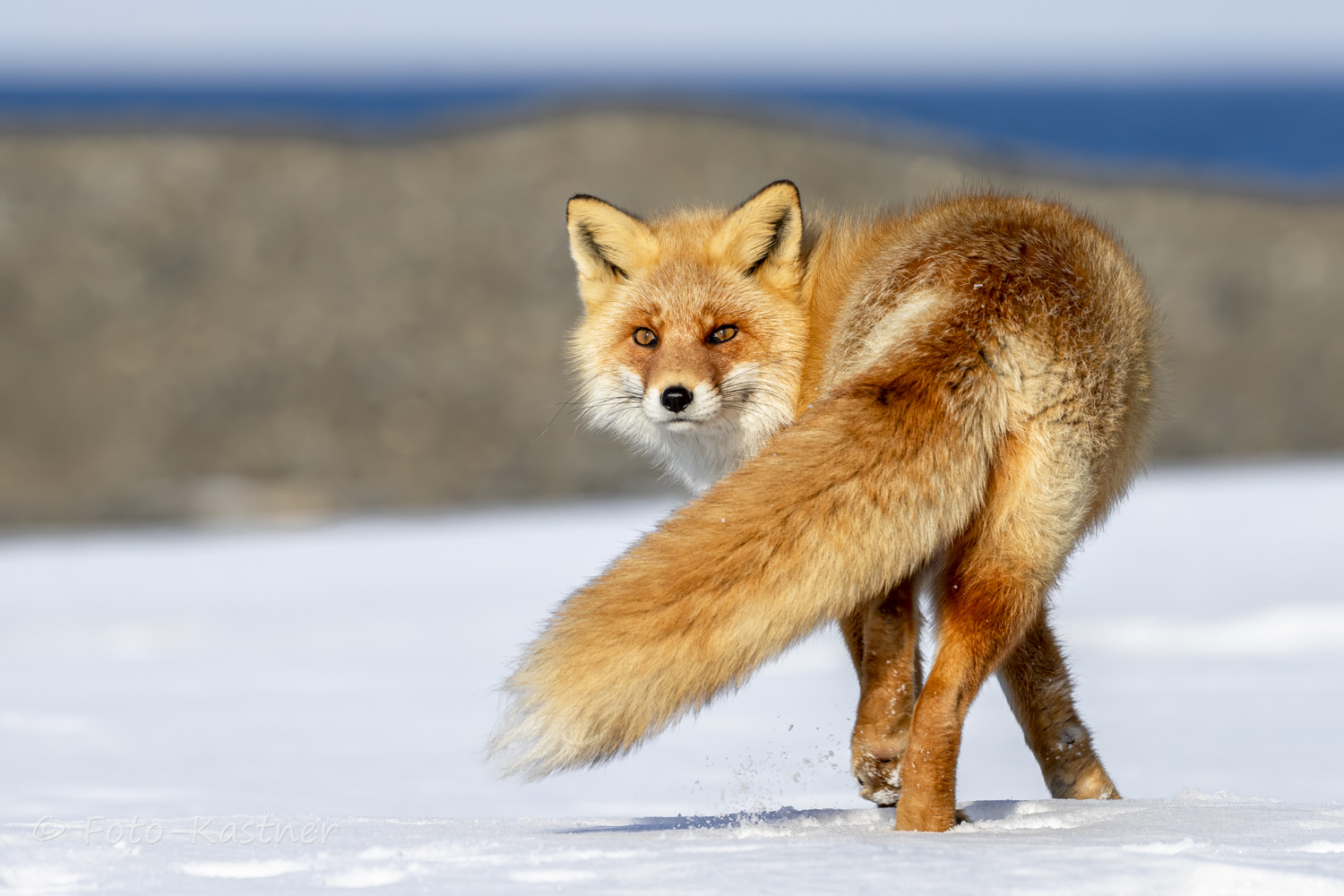 so schön, sollte ein Fuchs ausseh´n