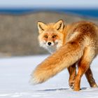 so schön, sollte ein Fuchs ausseh´n