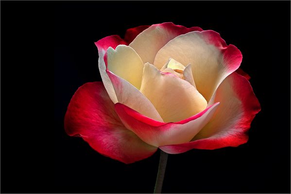 So schön und zart .. wie feinstes Porzellan - ( Stacking Bild ) 