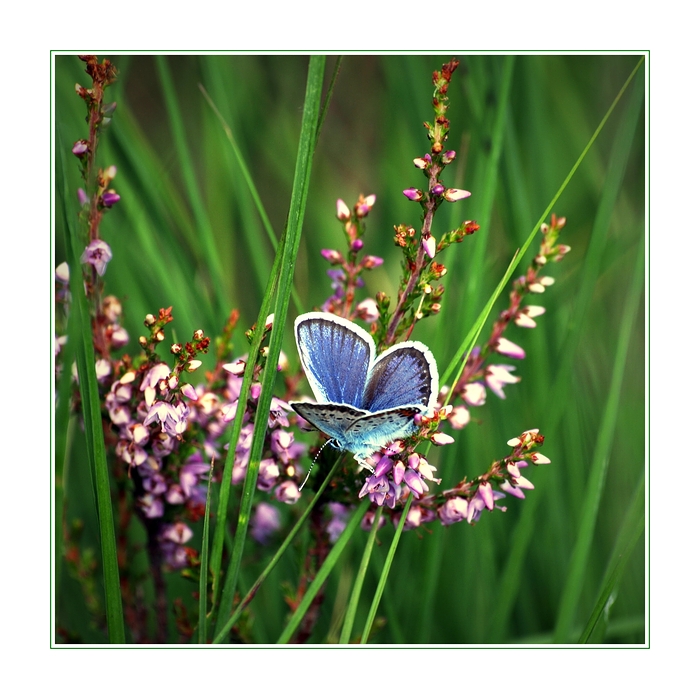 So schön war der Sommer -die Dritte-