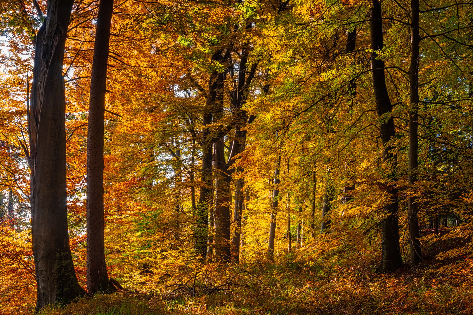 So schön war noch der Herbst....