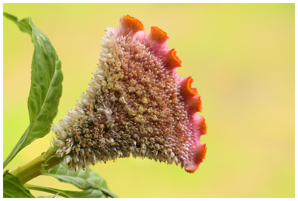 So schöne Blumen.............