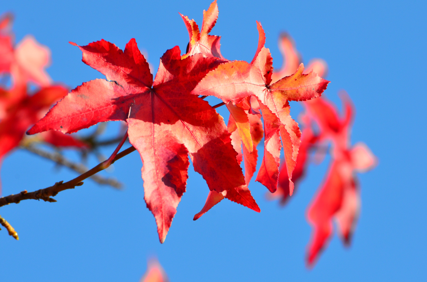 So schöne Farben hat der Herbst