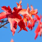 So schöne Farben hat der Herbst