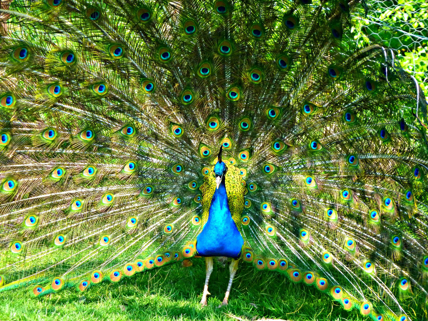 So Schone Tiere Leben In Werdum Wer Hat S Gedacht Foto Bild Natur Tiere Youth Bilder Auf Fotocommunity