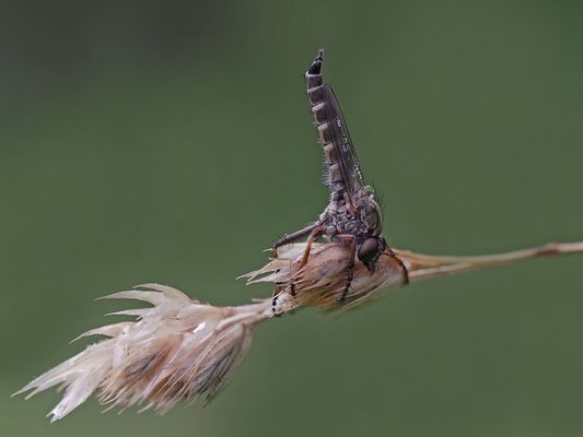So schützt sich diese Raubfliege vor dem strömendem Regen ...