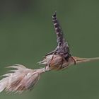 So schützt sich diese Raubfliege vor dem strömendem Regen ...