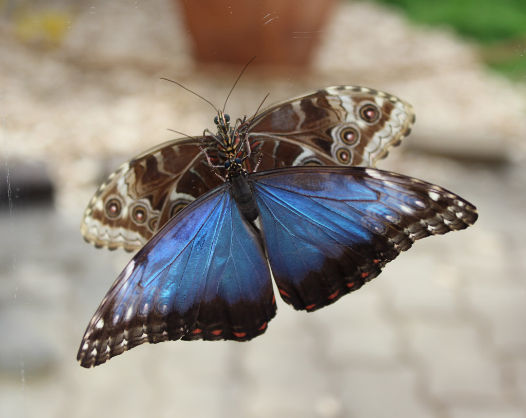 So sehe ich also auf der Unterseite aus, dachte sich der Himmelsfalter (Morpho pleides)