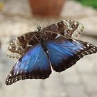 So sehe ich also auf der Unterseite aus, dachte sich der Himmelsfalter (Morpho pleides)