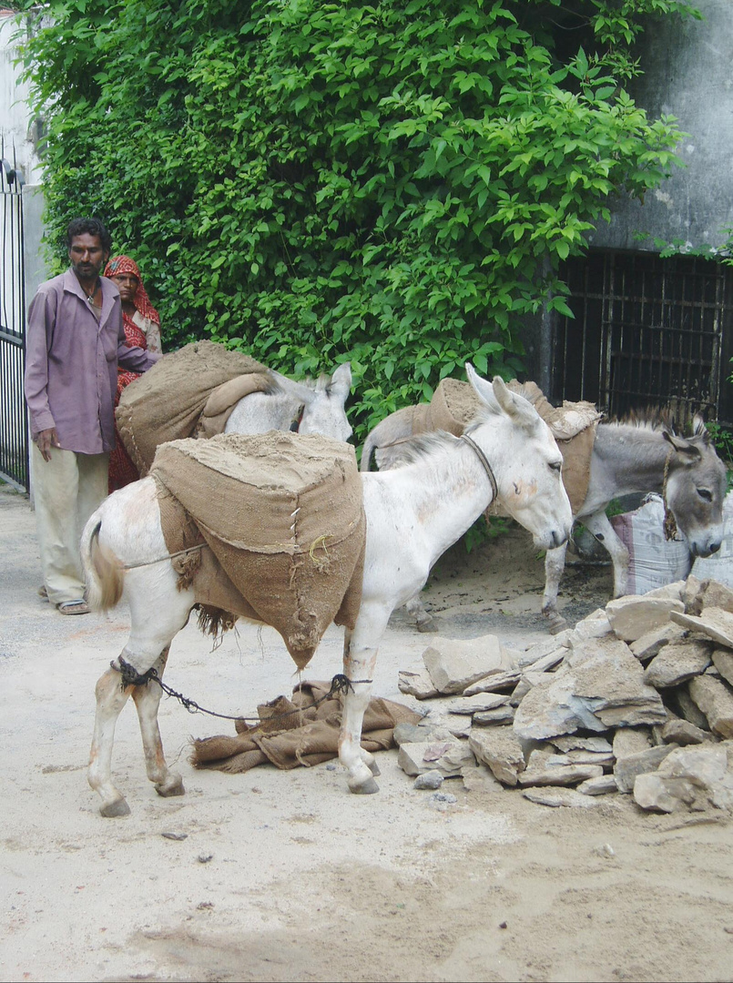 So sehen also  Packesel in Rajasthan aus