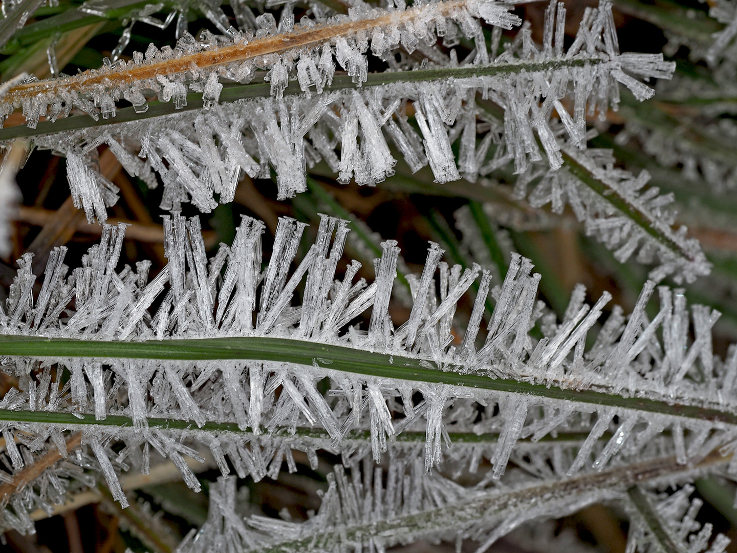 So sehen die Blumen aus, die der Winter kreiert ...