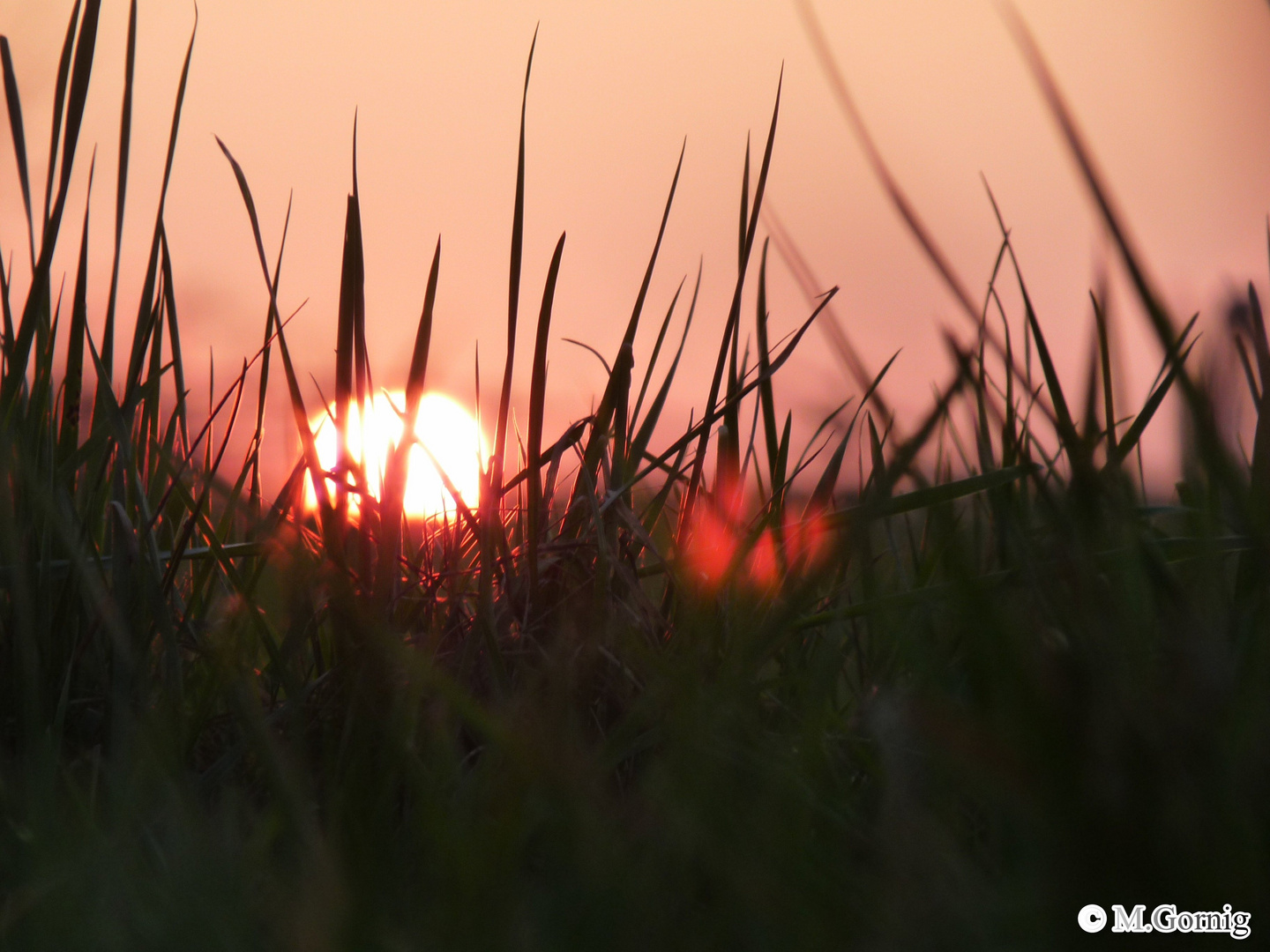 so sehen die Frösche den Sonnenuntergang