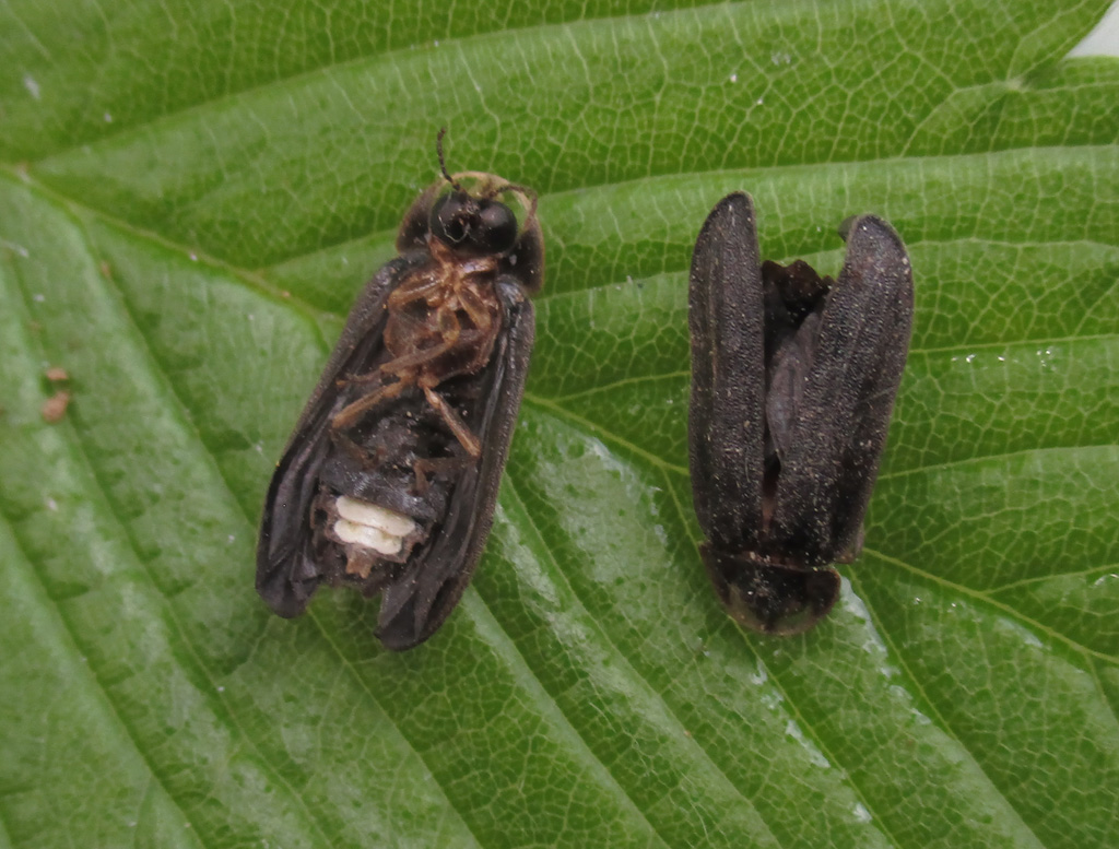 So Sehen Die Leuchtkafer Gluhwurmchen Am Tag Aus Foto Bild Natur Insekten Tiere Bilder Auf Fotocommunity