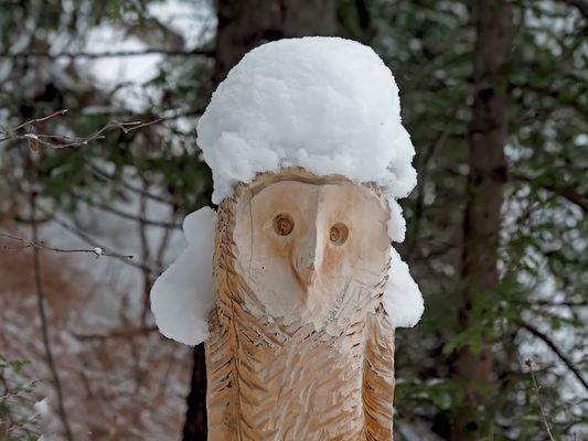 So sehen Eulen im Winter aus ...