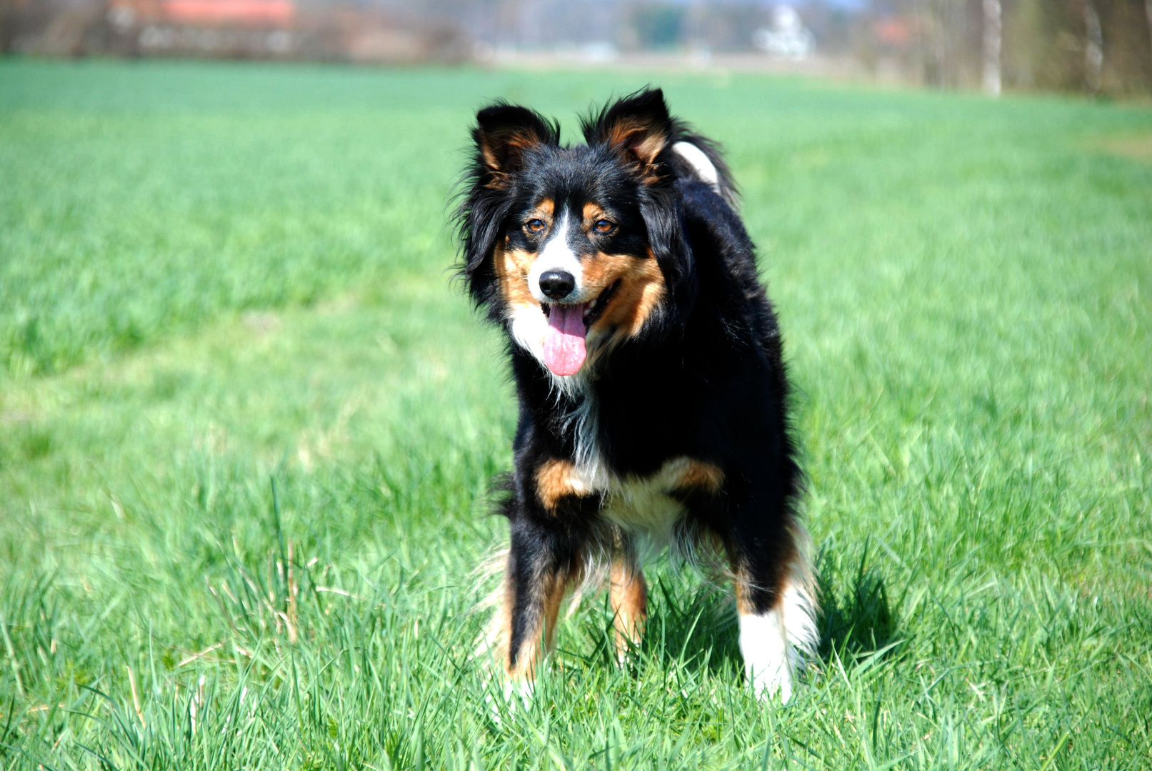 So sehen glückliche Hunde aus