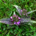 So sehen zuzeit viele Orchideen bei mir aus