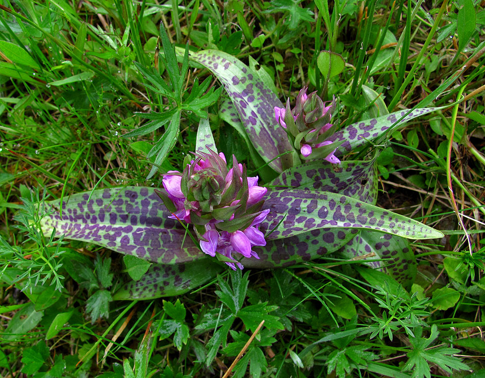 So sehen zuzeit viele Orchideen bei mir aus