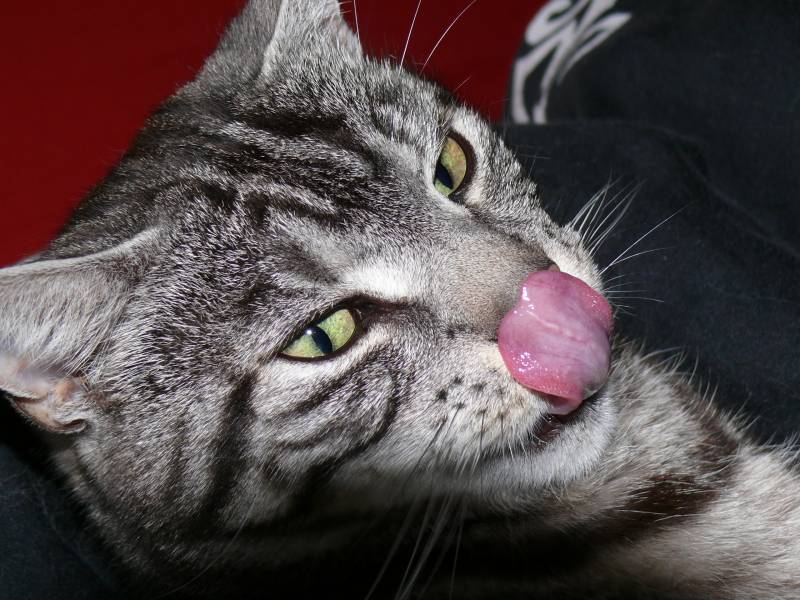 so sieht also die Zunge meiner Katze aus
