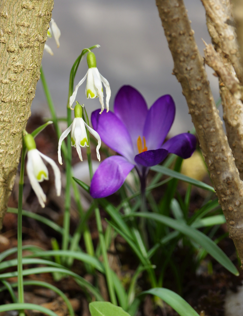 so sieht der Frühling aus