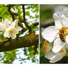 " So sieht der Frühling aus....!