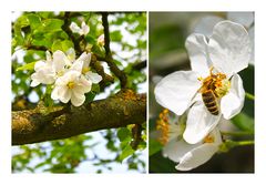 " So sieht der Frühling aus....!