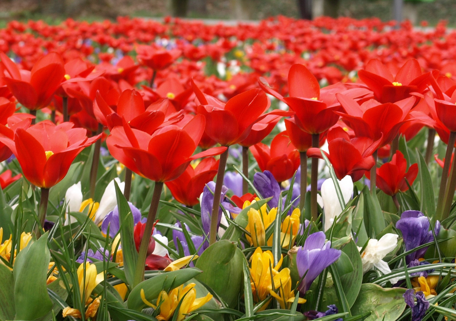 So sieht der Frühling aus!