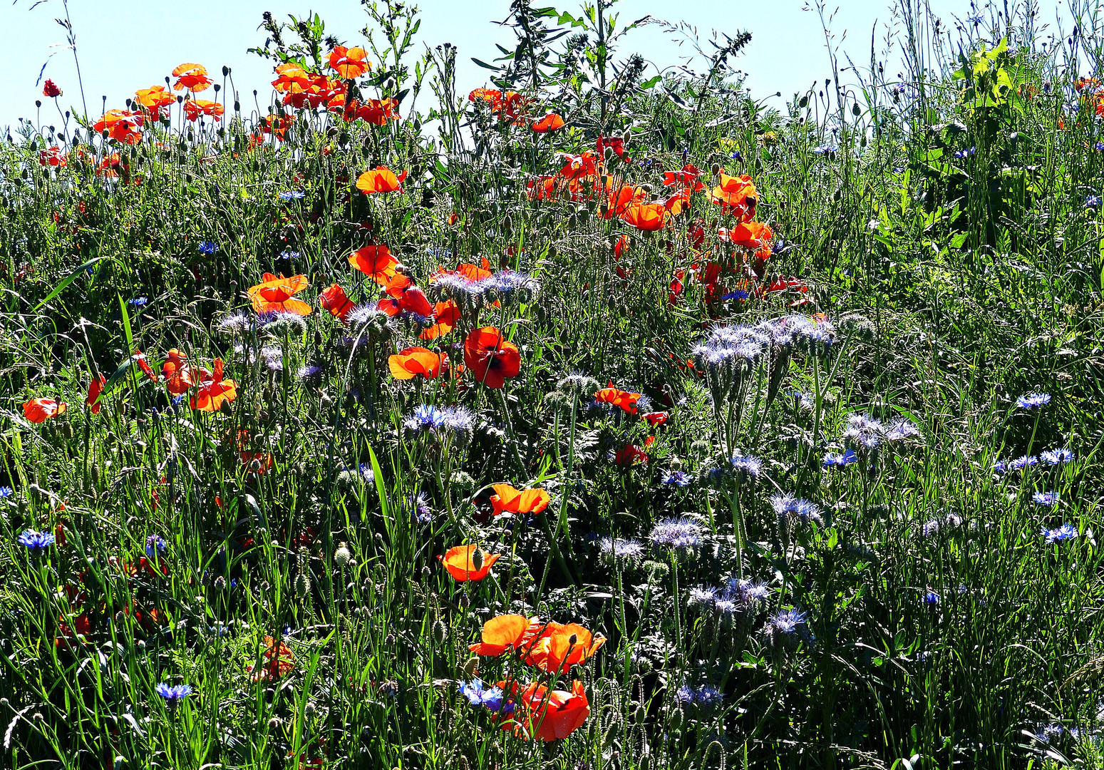 So sieht der Frühling aus