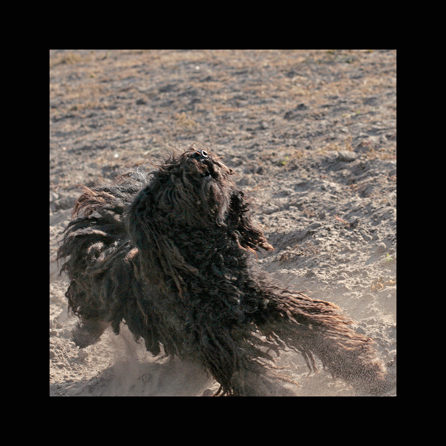 so sieht der giftzahn aus Foto & Bild tiere, haustiere, hunde Bilder