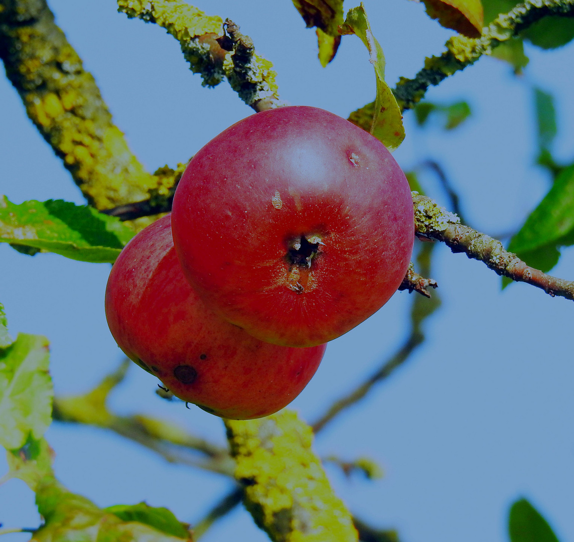 so sieht der Herbst aus