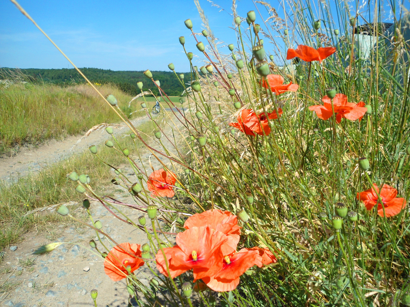 So sieht der Sommer aus