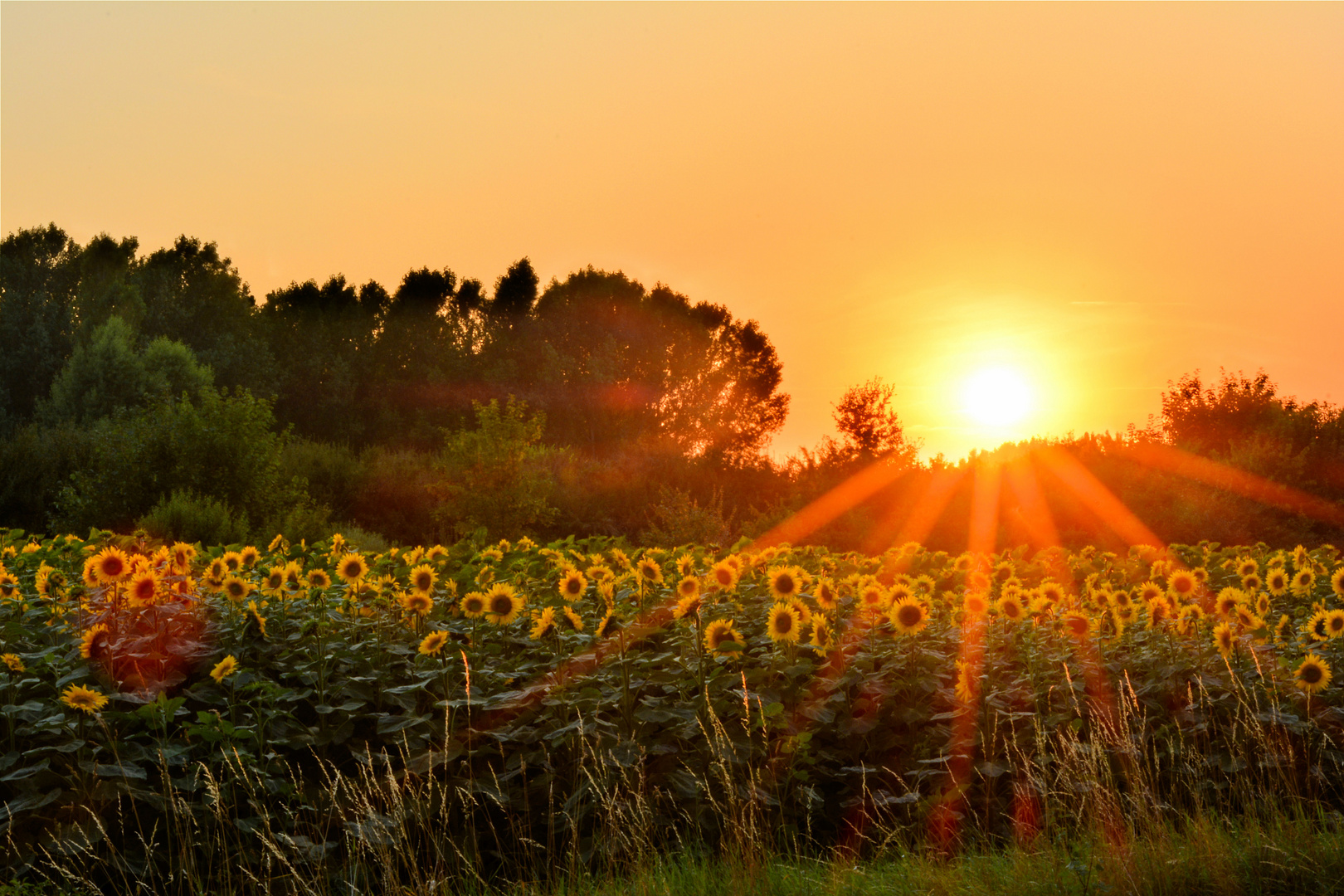 so sieht der Sommer aus