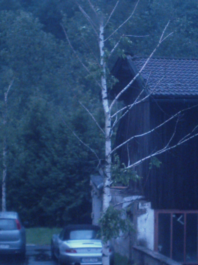 So sieht ein Baum nach einen Unwetter aus