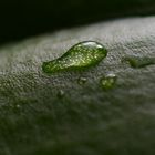 so sieht ein Birnenwassertropfen aus