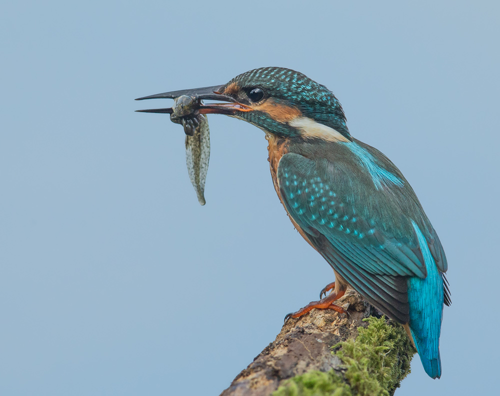 So sieht ein Eisvogel mit Kaulquappe aus