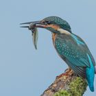 So sieht ein Eisvogel mit Kaulquappe aus