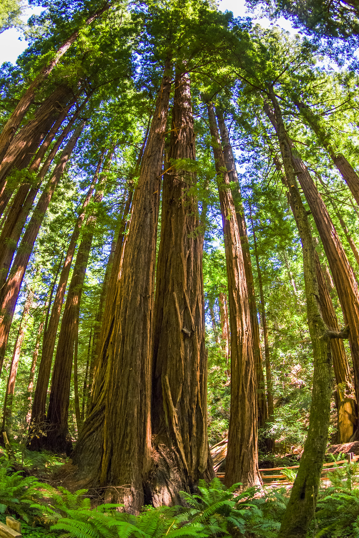 So sieht ein Fisch den Muir Woods N. M.