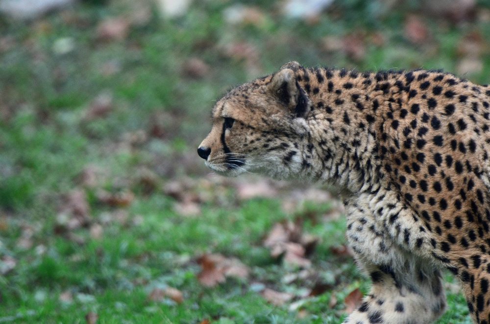 So sieht ein frischgebackener Cheetah-Papa aus :-)