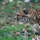 So sieht ein frischgebackener Cheetah-Papa aus :-)