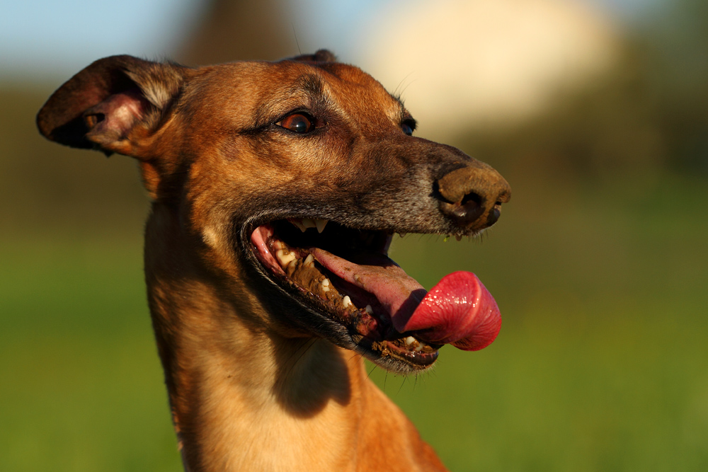 So sieht ein glücklicher Hund aus...