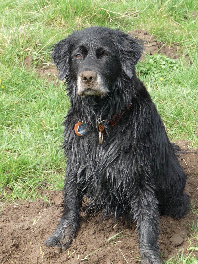 So sieht ein glücklicher Hund aus: pitschnass und dreckig!