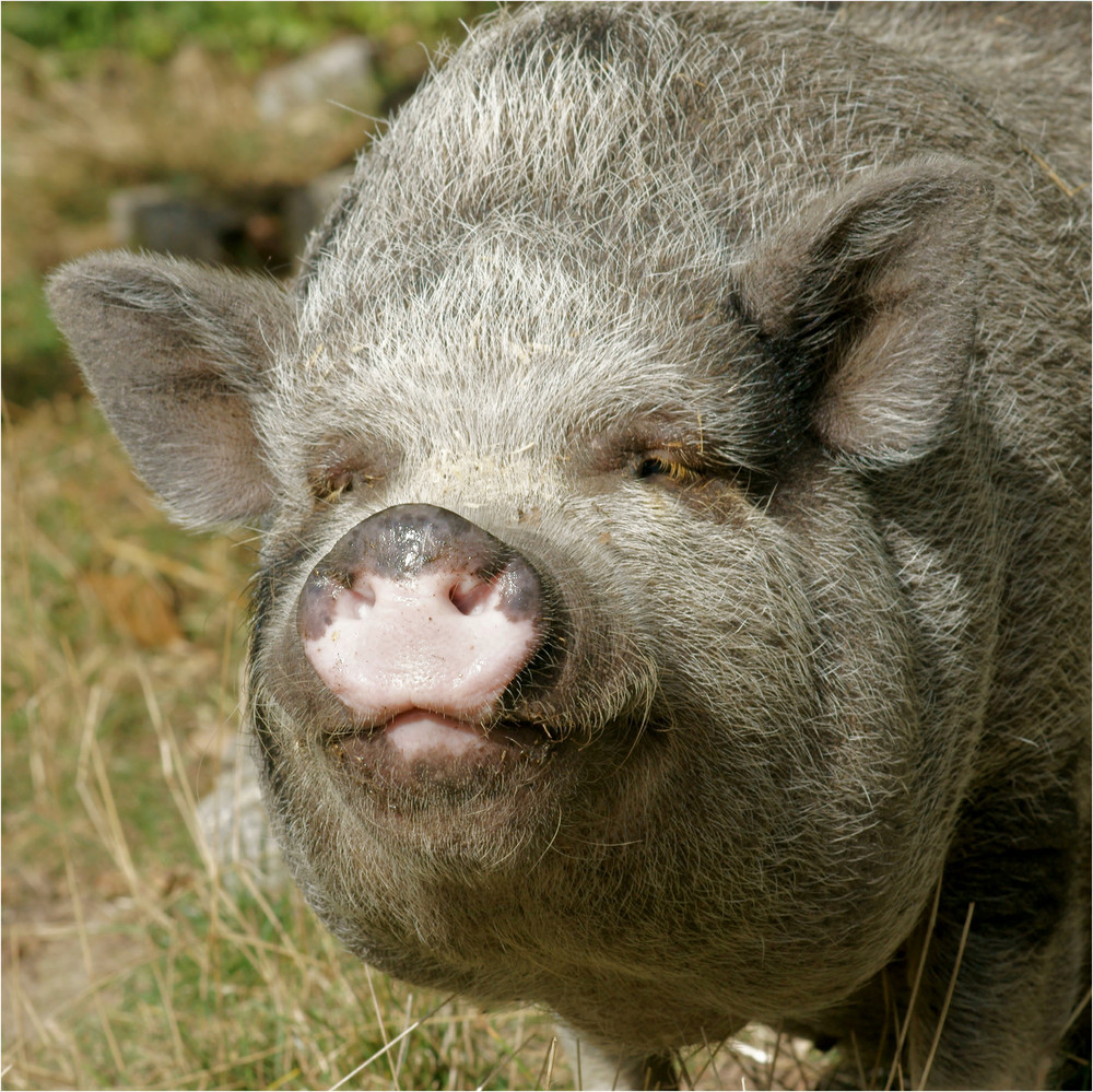 So sieht ein glückliches Schwein aus!