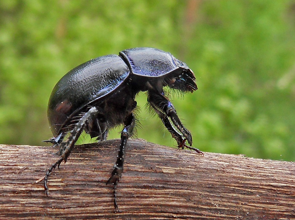 So sieht ein Mistkäfer aus Foto & Bild | tiere, wildlife, insekten ...