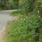 So sieht ein schöner Strassenrand aus