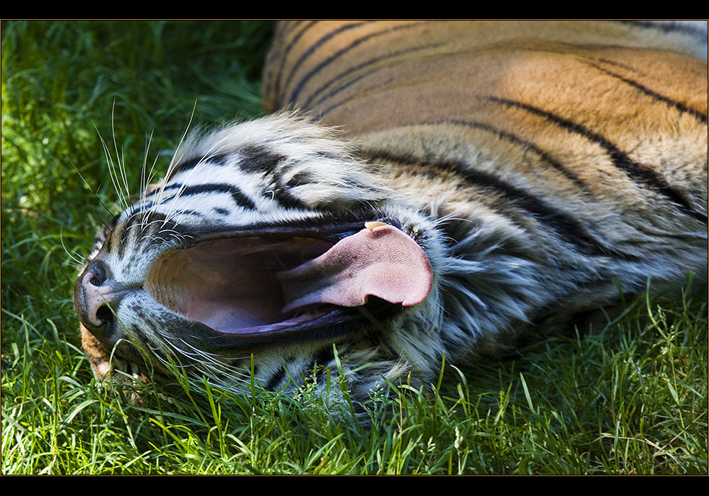 So sieht ein Tiger von innen aus!!